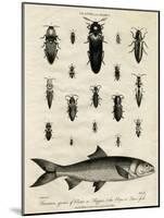 Elater (Click Beetle) and Elops Saurus-J Pass-Mounted Art Print