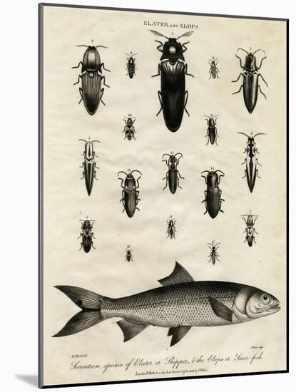 Elater (Click Beetle) and Elops Saurus-J Pass-Mounted Art Print