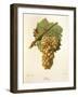 Elbling Grape-J. Troncy-Framed Giclee Print