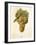 Elbling Grape-J. Troncy-Framed Giclee Print