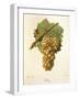 Elbling Grape-J. Troncy-Framed Giclee Print