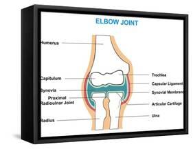 Elbow Joint Cross-Section-udaix-Framed Stretched Canvas