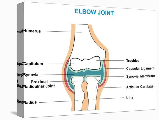 Elbow Joint Cross-Section-udaix-Stretched Canvas