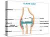 Elbow Joint Cross-Section-udaix-Stretched Canvas