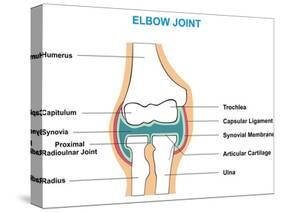 Elbow Joint Cross-Section-udaix-Stretched Canvas