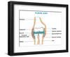 Elbow Joint Cross-Section-udaix-Framed Art Print