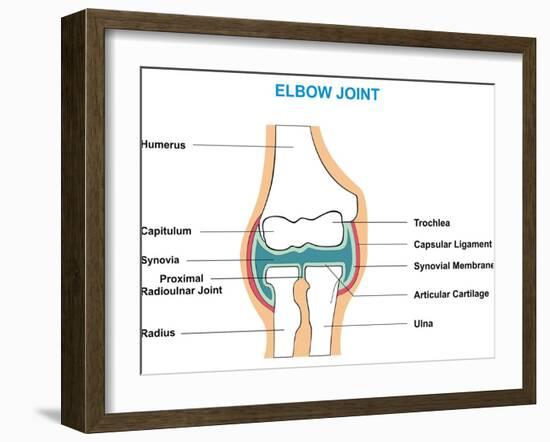 Elbow Joint Cross-Section-udaix-Framed Art Print