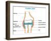 Elbow Joint Cross-Section-udaix-Framed Art Print