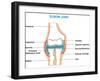 Elbow Joint Cross-Section-udaix-Framed Art Print