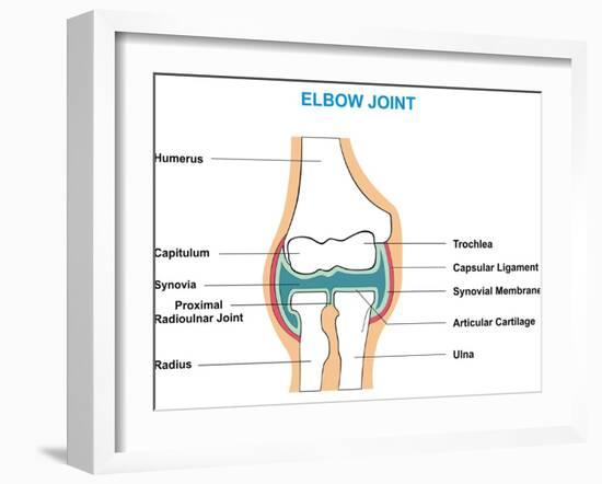 Elbow Joint Cross-Section-udaix-Framed Art Print