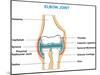 Elbow Joint Cross-Section-udaix-Mounted Art Print