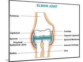 Elbow Joint Cross-Section-udaix-Mounted Art Print