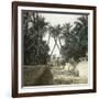 Elche (Spain), a Street, Circa 1885-1890-Leon, Levy et Fils-Framed Photographic Print