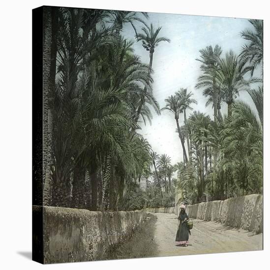 Elche (Spain), Path in the Palm Tree Plantation, Circa 1885-1890-Leon, Levy et Fils-Stretched Canvas