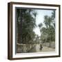 Elche (Spain), Path in the Palm Tree Plantation, Circa 1885-1890-Leon, Levy et Fils-Framed Photographic Print