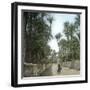 Elche (Spain), Path in the Palm Tree Plantation, Circa 1885-1890-Leon, Levy et Fils-Framed Photographic Print