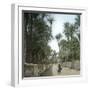 Elche (Spain), Path in the Palm Tree Plantation, Circa 1885-1890-Leon, Levy et Fils-Framed Photographic Print