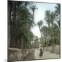 Elche (Spain), Path in the Palm Tree Plantation, Circa 1885-1890-Leon, Levy et Fils-Mounted Photographic Print
