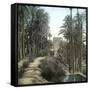 Elche (Spain), the Forest of Palm Trees and the Tower of the Castle, Circa 1885-1890-Leon, Levy et Fils-Framed Stretched Canvas