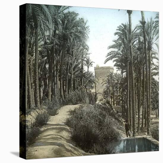 Elche (Spain), the Forest of Palm Trees and the Tower of the Castle, Circa 1885-1890-Leon, Levy et Fils-Stretched Canvas