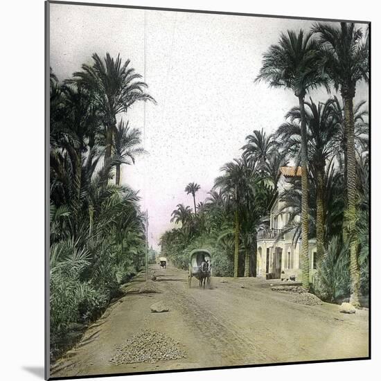 Elche (Spain), the Main Road of Alicante, Circa 1885-1890-Leon, Levy et Fils-Mounted Photographic Print