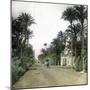 Elche (Spain), the Main Road of Alicante, Circa 1885-1890-Leon, Levy et Fils-Mounted Photographic Print