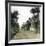 Elche (Spain), the Main Road of Alicante, Circa 1885-1890-Leon, Levy et Fils-Framed Photographic Print