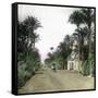 Elche (Spain), the Main Road of Alicante, Circa 1885-1890-Leon, Levy et Fils-Framed Stretched Canvas