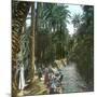 Elche (Spain), Women Washing Laundry in a Canal, Circa 1885-1890-Leon, Levy et Fils-Mounted Photographic Print