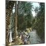 Elche (Spain), Women Washing Laundry in a Canal, Circa 1885-1890-Leon, Levy et Fils-Mounted Photographic Print