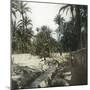 Elche (Spain), Women Washing Laundry in a Canal Near the Village, Circa 1885-1890-Leon, Levy et Fils-Mounted Photographic Print