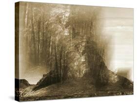 Elder Forest-Yanni Theodorou-Stretched Canvas