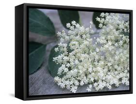 Elder (Sambucus Nigra)-Maxine Adcock-Framed Stretched Canvas