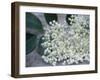 Elder (Sambucus Nigra)-Maxine Adcock-Framed Photographic Print