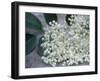 Elder (Sambucus Nigra)-Maxine Adcock-Framed Photographic Print