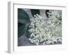 Elder (Sambucus Nigra)-Maxine Adcock-Framed Photographic Print