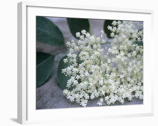 Elder (Sambucus Nigra)-Maxine Adcock-Framed Photographic Print