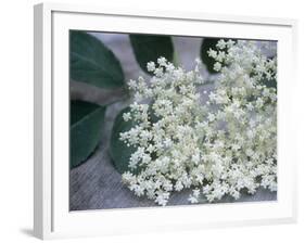 Elder (Sambucus Nigra)-Maxine Adcock-Framed Photographic Print