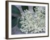 Elder (Sambucus Nigra)-Maxine Adcock-Framed Photographic Print