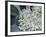 Elder (Sambucus Nigra)-Maxine Adcock-Framed Photographic Print