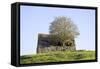 Elder Tree Growing Through Roof of Stone Barn-null-Framed Stretched Canvas