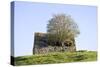 Elder Tree Growing Through Roof of Stone Barn-null-Stretched Canvas
