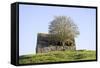 Elder Tree Growing Through Roof of Stone Barn-null-Framed Stretched Canvas