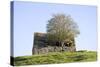 Elder Tree Growing Through Roof of Stone Barn-null-Stretched Canvas