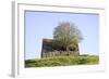 Elder Tree Growing Through Roof of Stone Barn-null-Framed Photographic Print