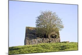 Elder Tree Growing Through Roof of Stone Barn-null-Mounted Photographic Print