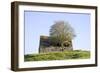 Elder Tree Growing Through Roof of Stone Barn-null-Framed Photographic Print