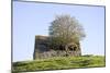 Elder Tree Growing Through Roof of Stone Barn-null-Mounted Photographic Print