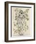 Elder-Tree Mother-Arthur Rackham-Framed Photographic Print