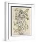 Elder-Tree Mother-Arthur Rackham-Framed Photographic Print